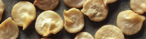 Saving Pepper Seeds Image